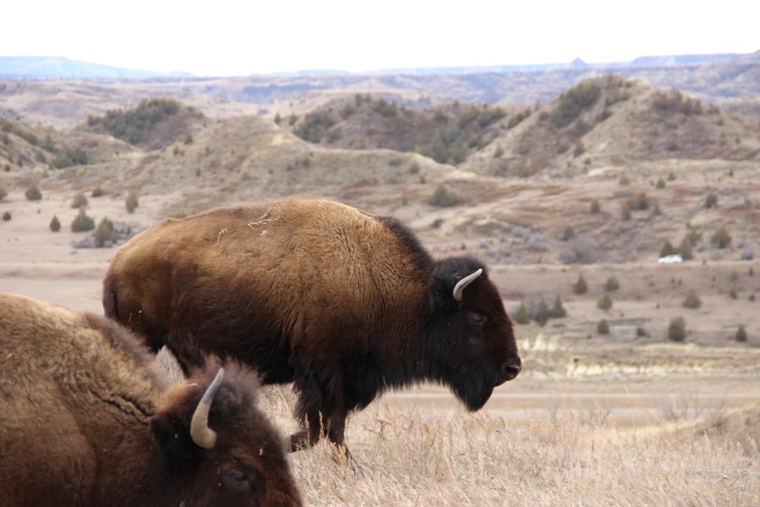 two american buffalo walk in front of badlands on the prairie